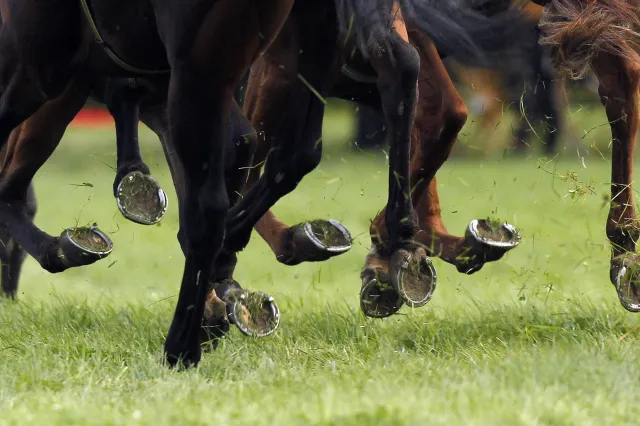 Jarní cenu v Pardubicích vyhrála osmiletá klisna Platina