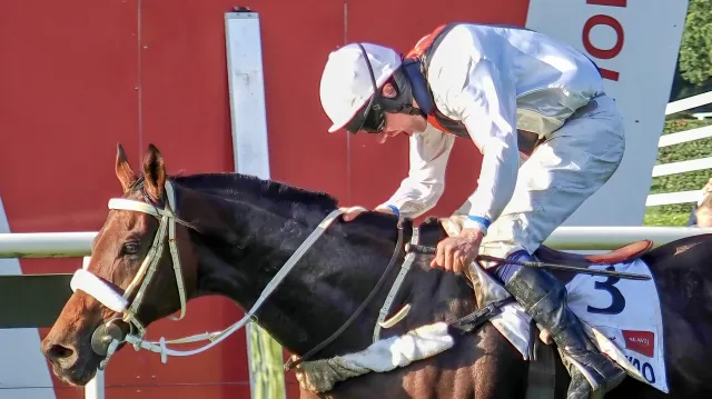 Sacamiro si obnovil zranění a Velkou pardubickou nepojede