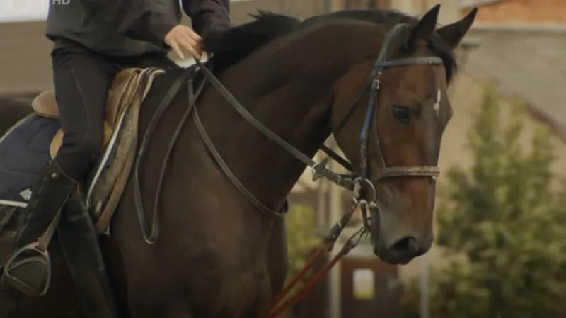 Velká je bez vyloženého favorita, Faltejsek pojede o sedmé vítězství