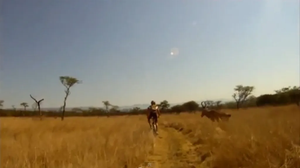 Střet cyklisty s antilopou