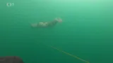 Freediver Vencl uplaval rekordní vzdálenost pod ledem