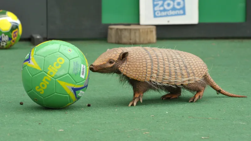 Pásovec třípásý je maskotem fotbalového šampionátu