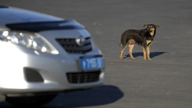 Toulaví psi v Soči mají utrum