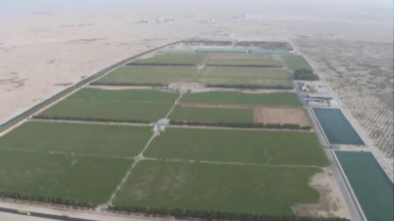 Trávník v katarské poušti