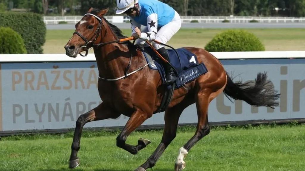 Radek Koplík v sedle Opasana