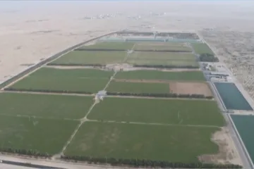 Trávník v katarské poušti