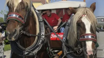 Pavel Horváth si odváží na povozu pivo