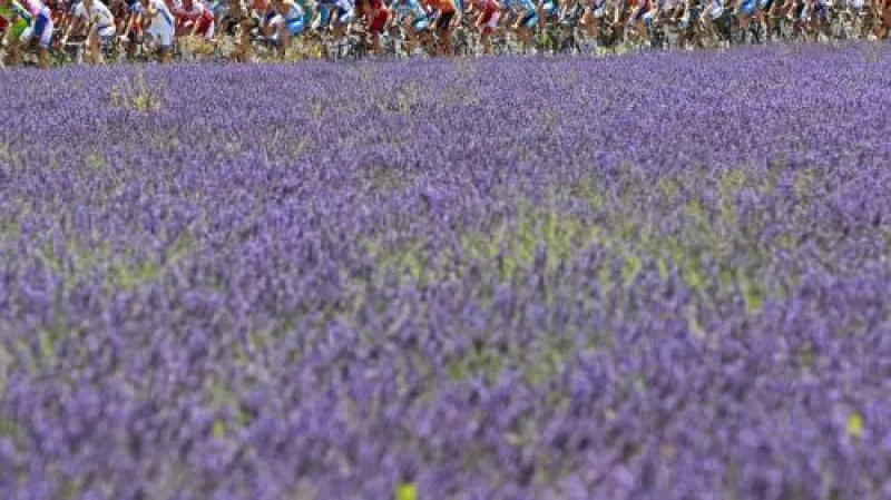 Balík jezdců Tour de France projíždí kolem levandulového pole