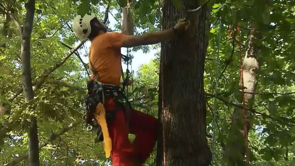 Stromolezci soutěžili o domácí tituly, nejlepší byl Voda