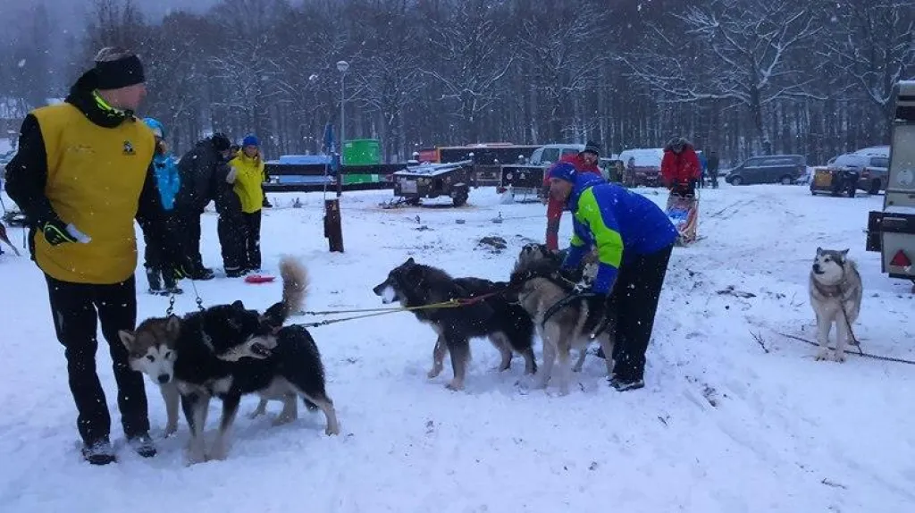 Závody psích spřežení