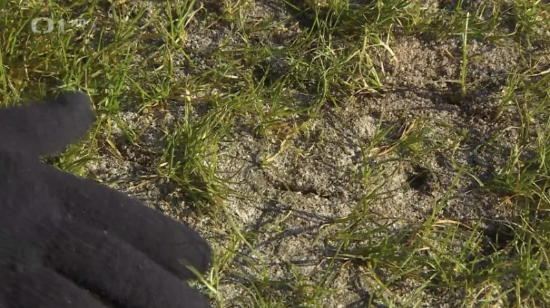 Stav části trávníku v Malšovické aréně