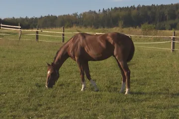 Vítěz Velké pardubické 2021 Talent