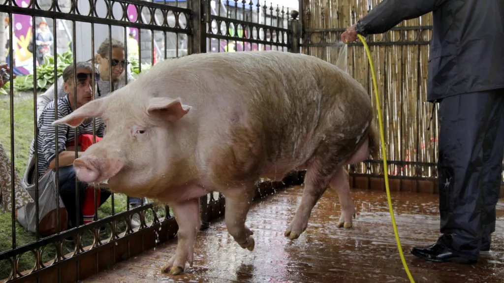 Ukrajinský vepř Chryjak