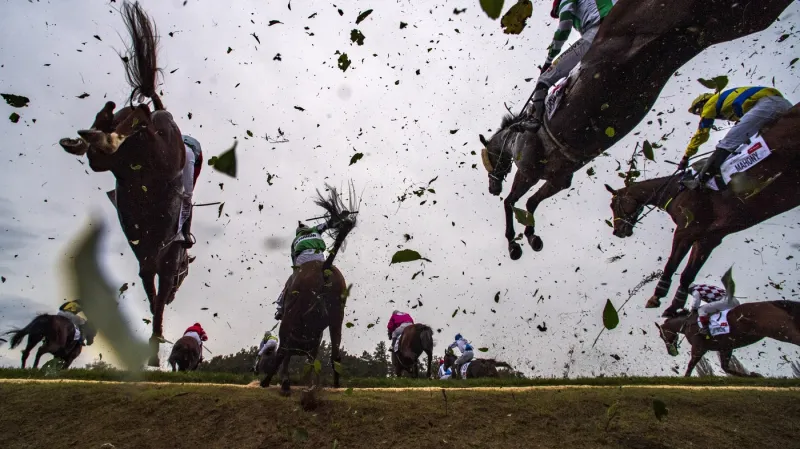 Koně na Velké pardubické