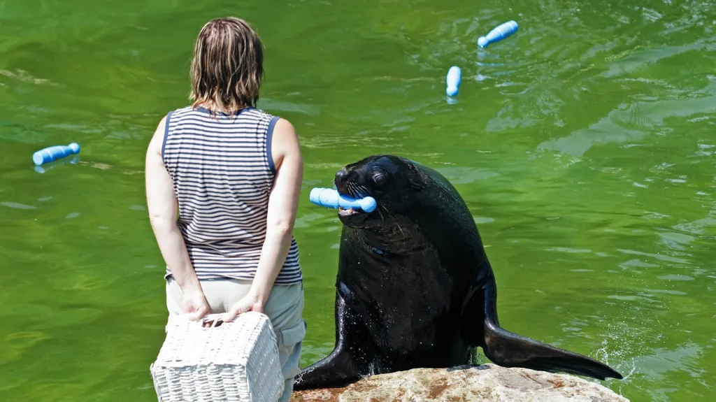 Lachtan Meloun věští Čechům devět zlatých