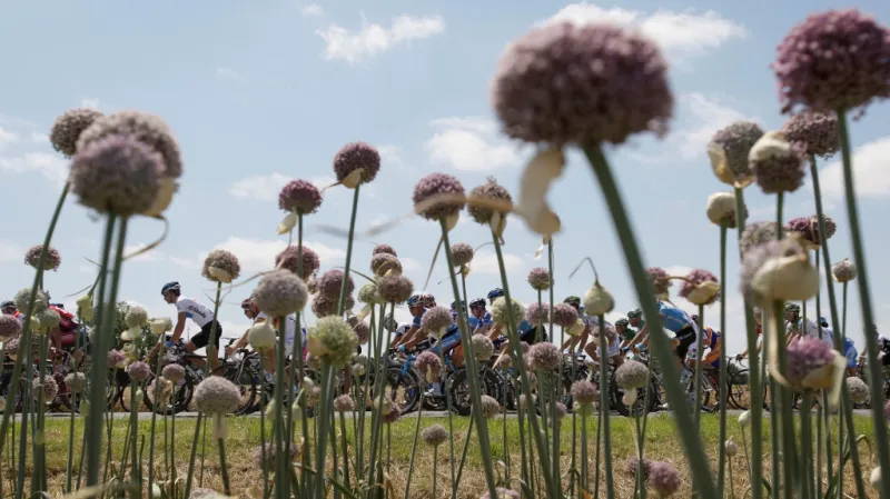 Cibulové pole poblíž města Cholet