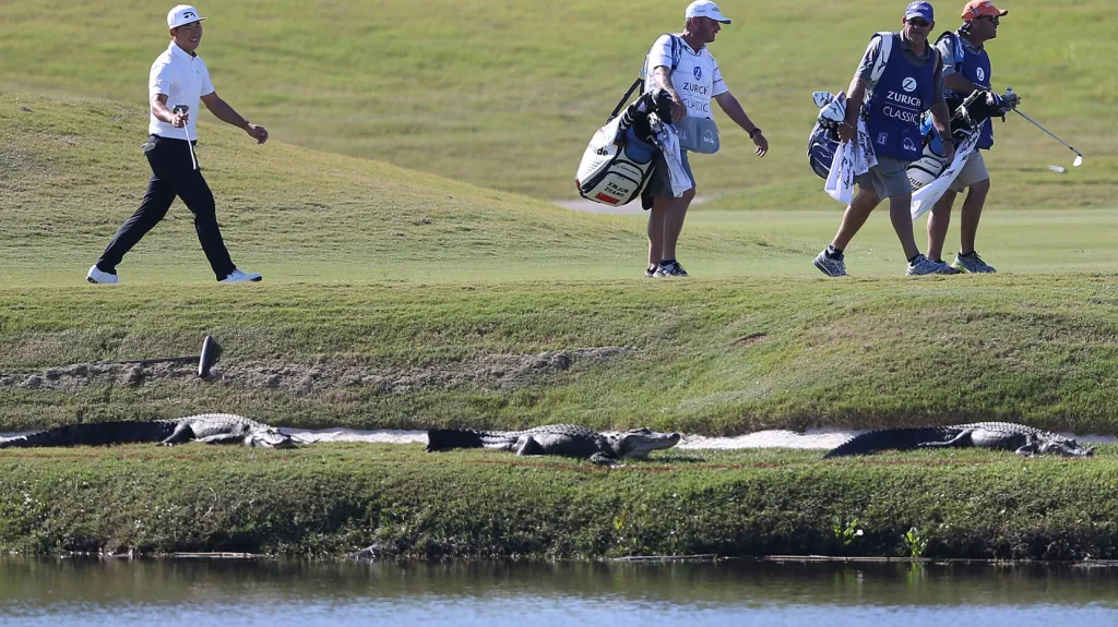 Aligátoři u golfového hřiště