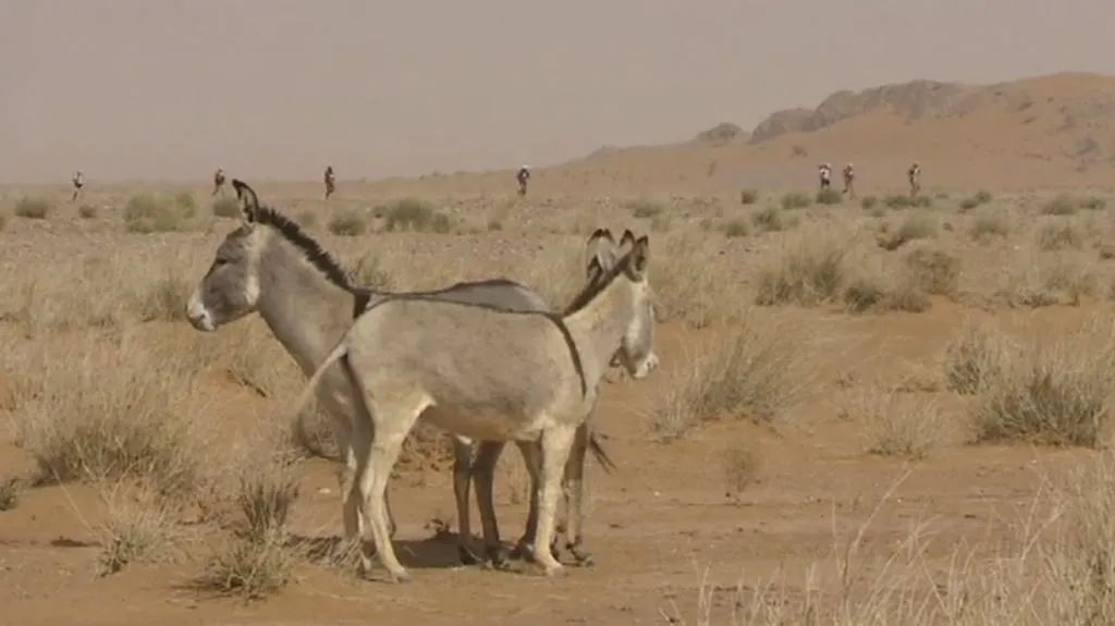 Marathon des Sables