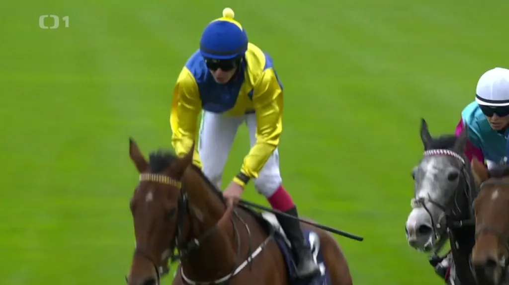 Cenu prezidenta republiky vyhrál pětiletý valach Dominique