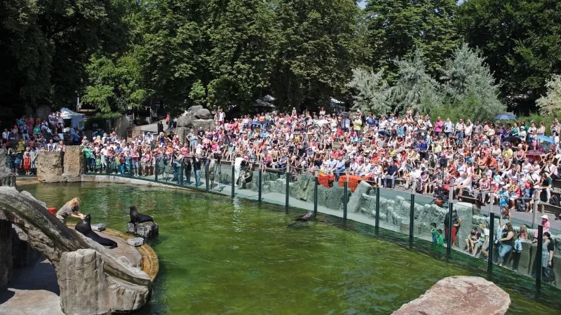Lachtan Meloun věští Čechům devět zlatých