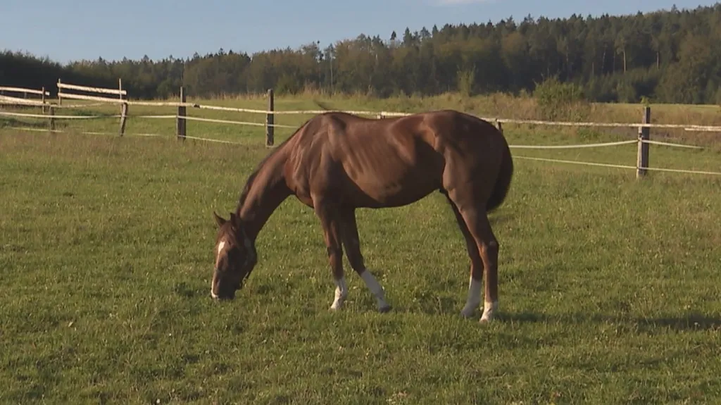 Vítěz Velké pardubické 2021 Talent