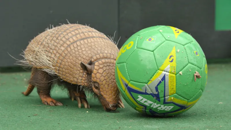 Pásovec třípásý je maskotem fotbalového šampionátu