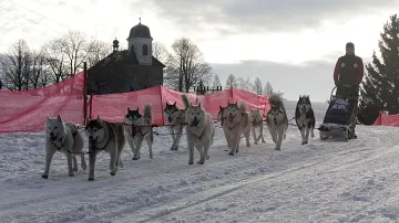 Musher Pavel Kučera o závodě psích spřežení Šediváčkův long