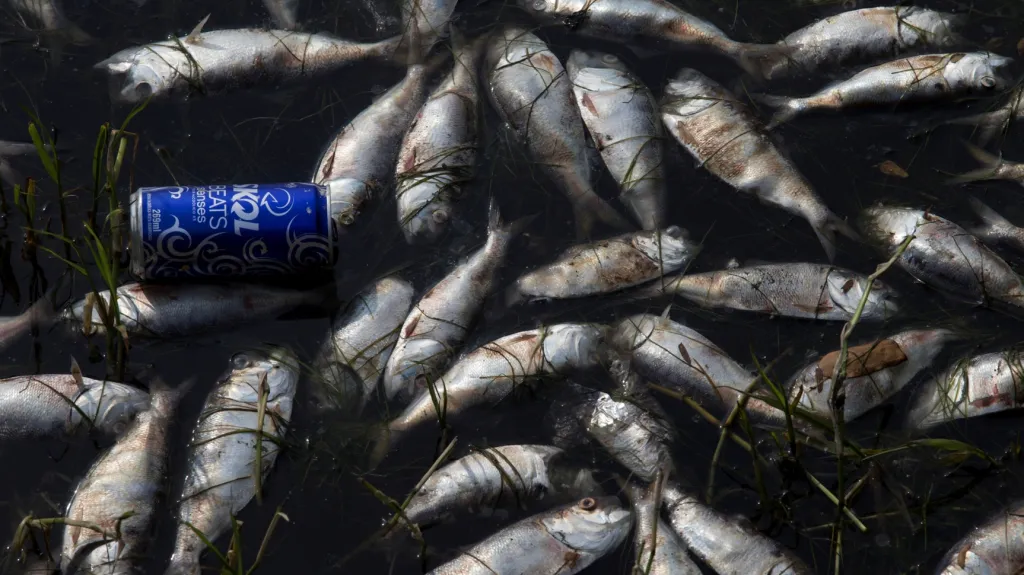 Uhynulé ryby v znečištěné vodě v Rio de Janeiru