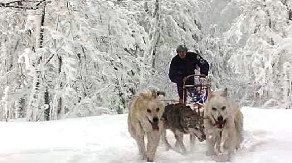 Závody psích spřežení