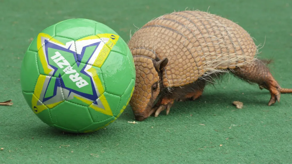 Pásovec třípásý je maskotem fotbalového šampionátu