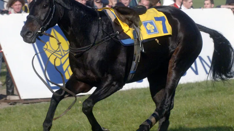 Poslední skok přes Taxis absolvovala Registana bez jezdce