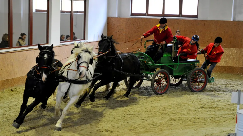 Petr Vlašic se čtyřspřežím