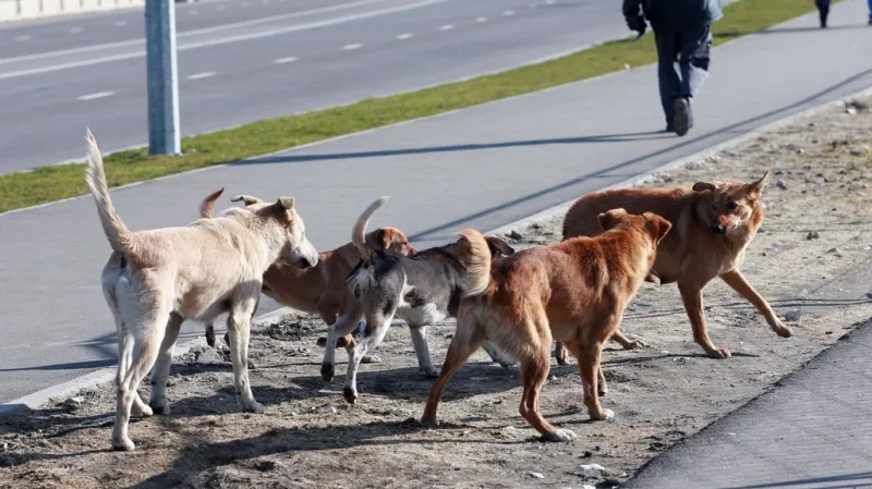 Toulaví psi v Soči mají utrum