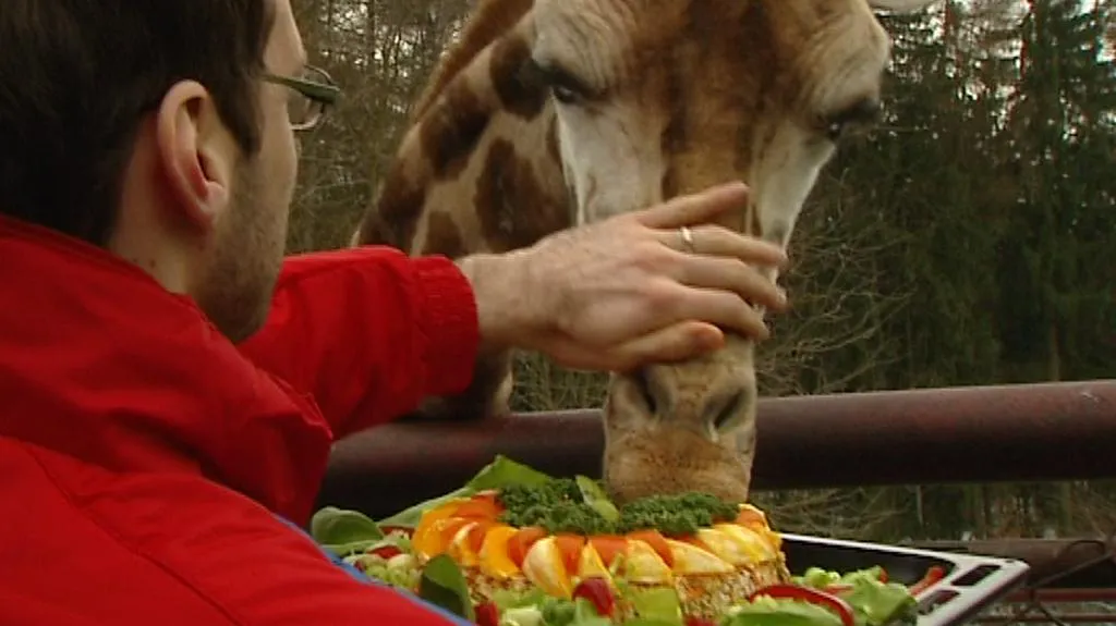 Reprezentanti pokřtili žirafu, Dánové přicestovali do Olomouce