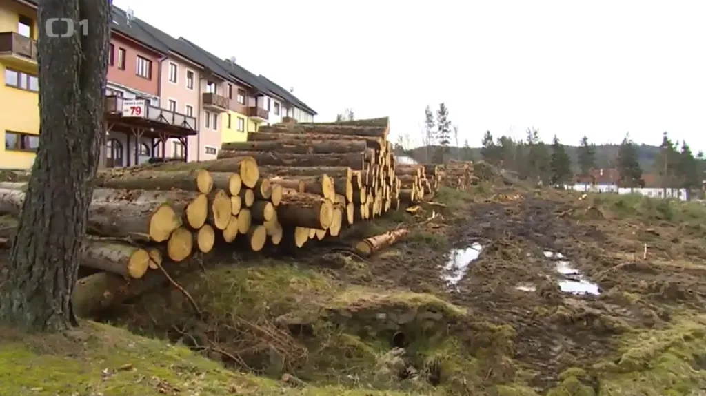 Pokácený les na kraji Lipenské přehrady