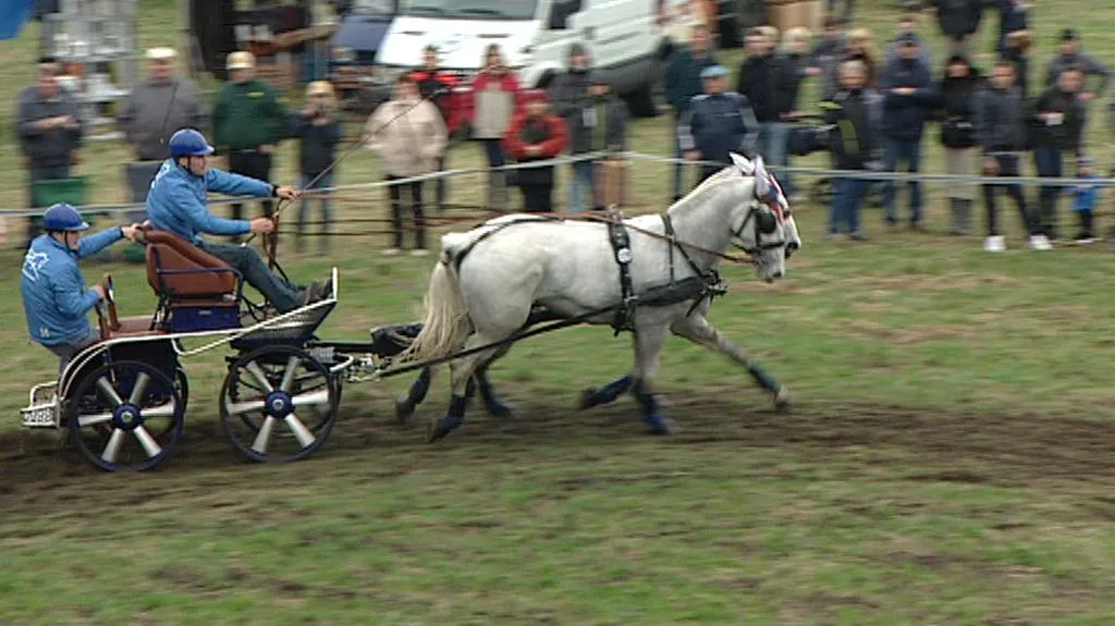 Rudolfův pohár koňských spřežení v Kladrubech